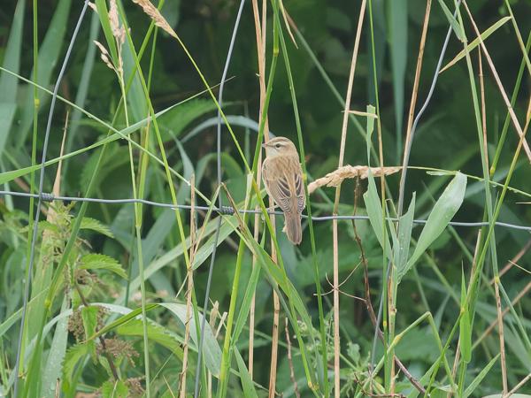 <h3><a href="/trips/braakman/biota/animalia/chordata/aves/040 passeriformes/084 acrocephalidae/acrocephalus schoenobaenus/acrocephalus schoenobaenus-nl.html">Acrocephalus&nbsp;schoenobaenus</a> / Sedge&nbsp;warbler / Rietzanger</h3>OM-1 Mark II met OLYMPUS M.150-400mm F4.5, 1/2000 sec  bij F4.5, ISO 4000, afstand 35.5&nbsp;m